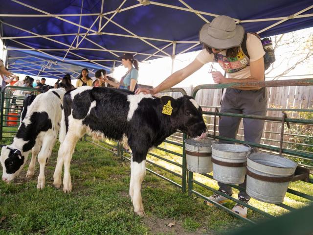Student petting a young calf at Picnic day